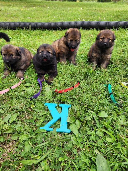 dark sable german shepherd puppies for sale